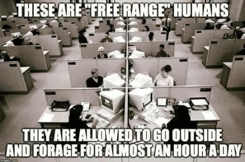 these-are-free-range-humans-they-are-allowedtogo-outside-and-2547196